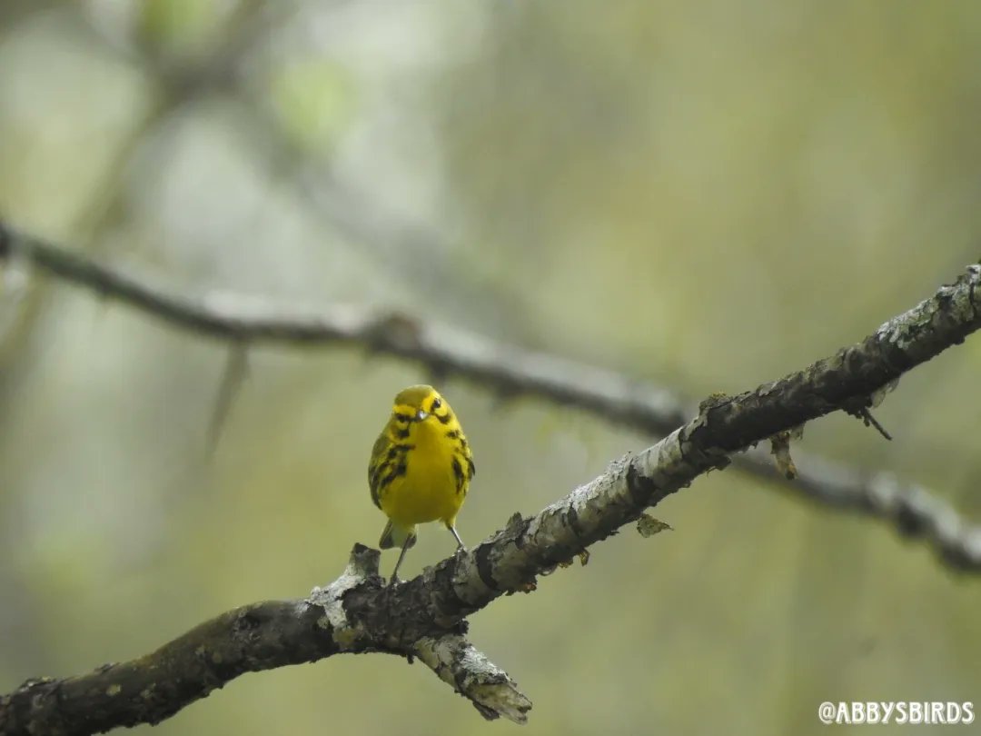 abbysbirds's tweet photo. Little House on the PRAIRIE WARBLER
May 2022
#birdnerd #birdblog #warblur #birdpuns #birdsofky https://t.co/xM9JYrSqwX