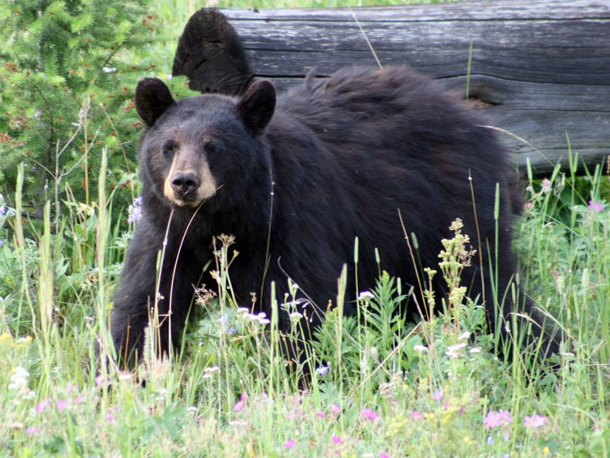 beckyJwrites's tweet photo. I feel more like a bear than a human these days. Reclusive. Leery of humans. Today’s post shares how it’s been hard for me to re-enter society after the long, isolating hibernation of the pandemic, and the steps I'm taking to forge human connection again. 
https://t.co/gmqw4BySlG https://t.co/EMhLJiXuEI