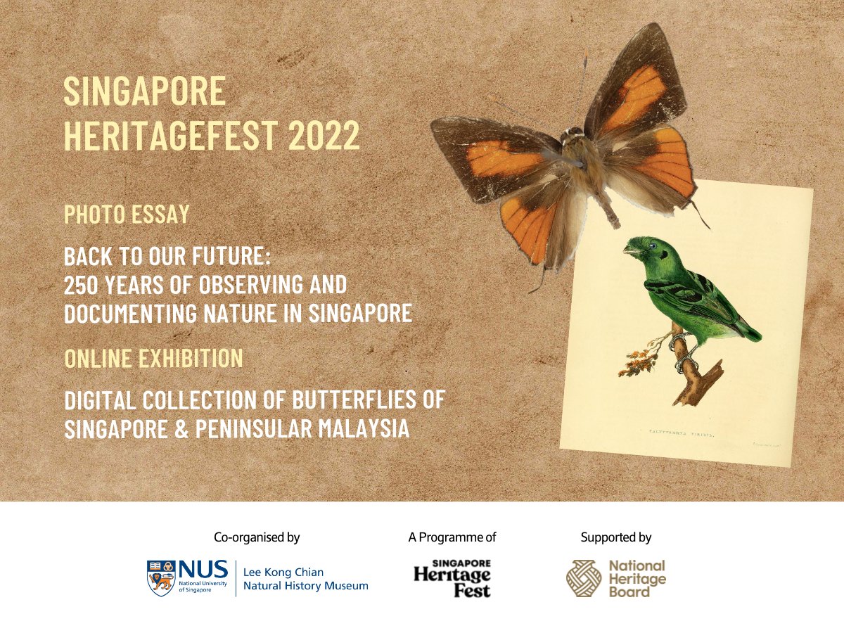 lkcnhm's tweet photo. To kickstart #SGHeritageFest, we introduce a photo essay, ‘Back to Our Future: 250 Years of Observing and Documenting Nature in Singapore’ and a Digital Collection of Butterflies in Singapore & Peninsular Malaysia. 🔗 Learn more: https://t.co/t9abRj0tAY #SHF2022 https://t.co/CaPuoz0O94