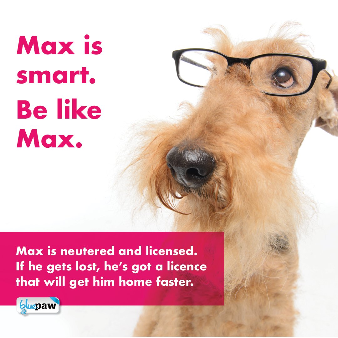 How Do I Know If My Dog Needs Glasses