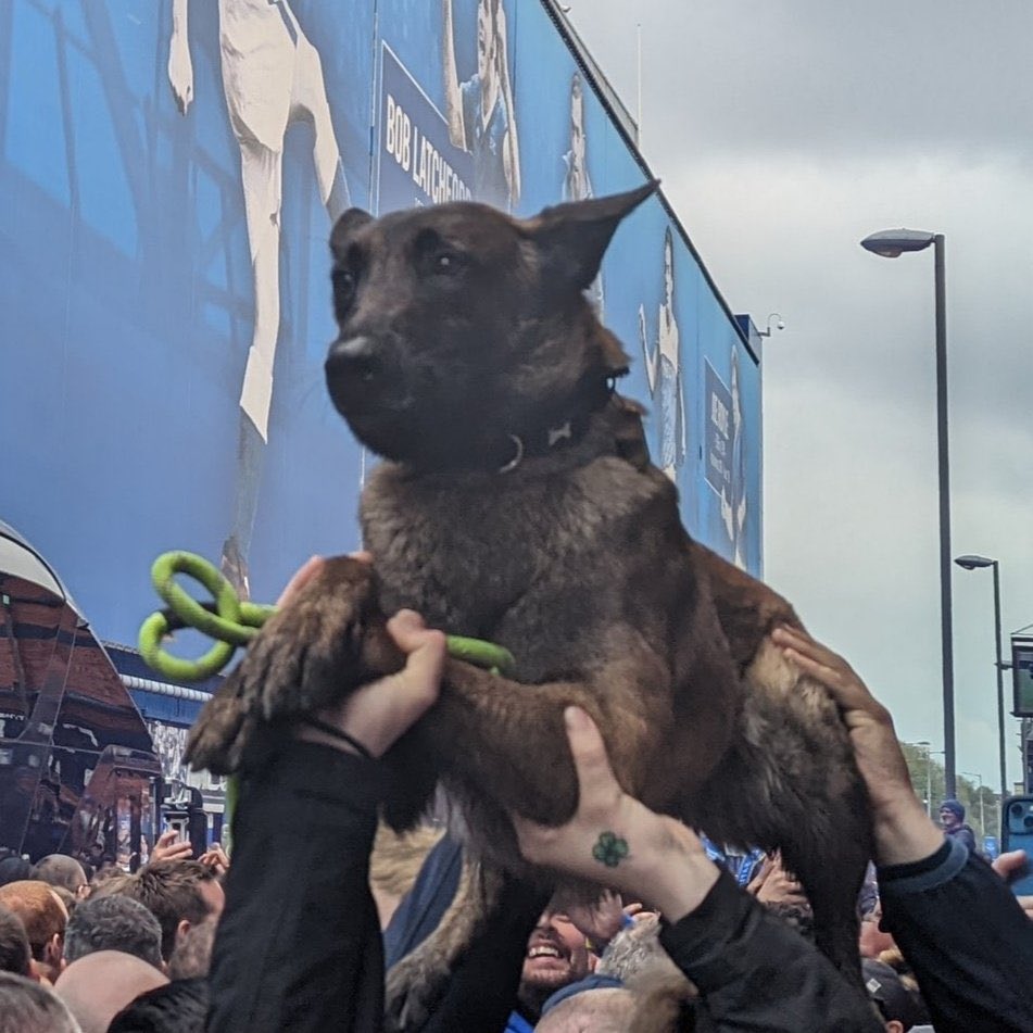 🎶 so get your leash on and get moving ‘cos you’re a good boy and you deserve grooming, so come on, come on, get down to goodison bark, wooooo
