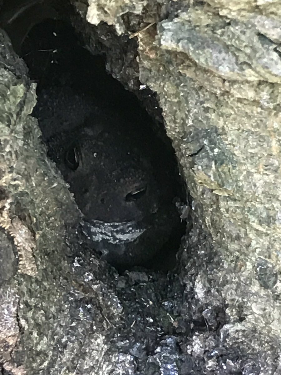 Dennis_1am's tweet photo. Frog in tree #ees028 @LehighEcology https://t.co/TQh9kjpvnL