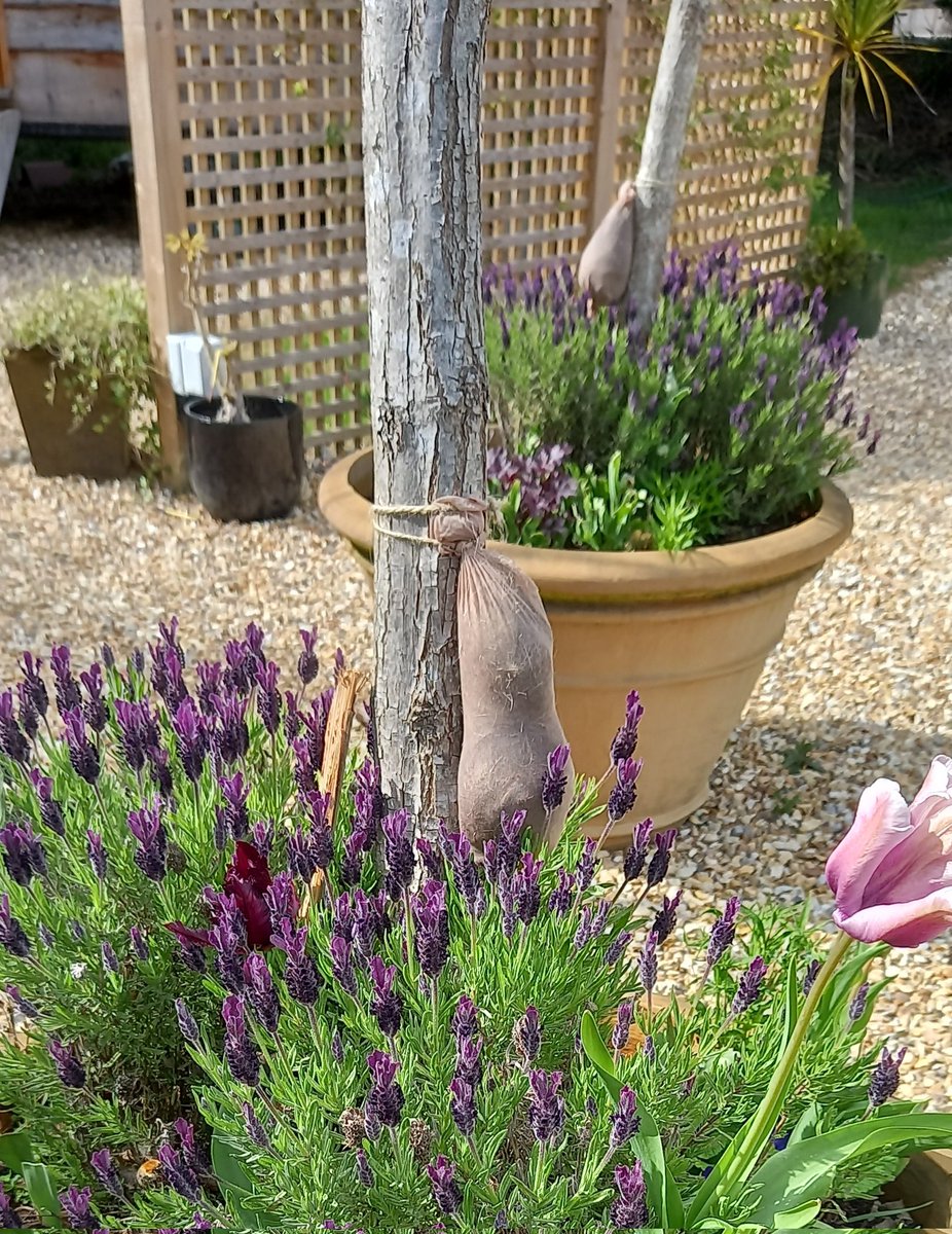 I haven't posted in a while so thought I'd make a mini comeback impression.
Bags of HUMAN HAIR tied to various small trees. I know the reason, do you?! Also...spot the bee.
#Beaulieu #PestControl #CountryPub #SpotInTheWoods #gardening #WildTouchSpaces