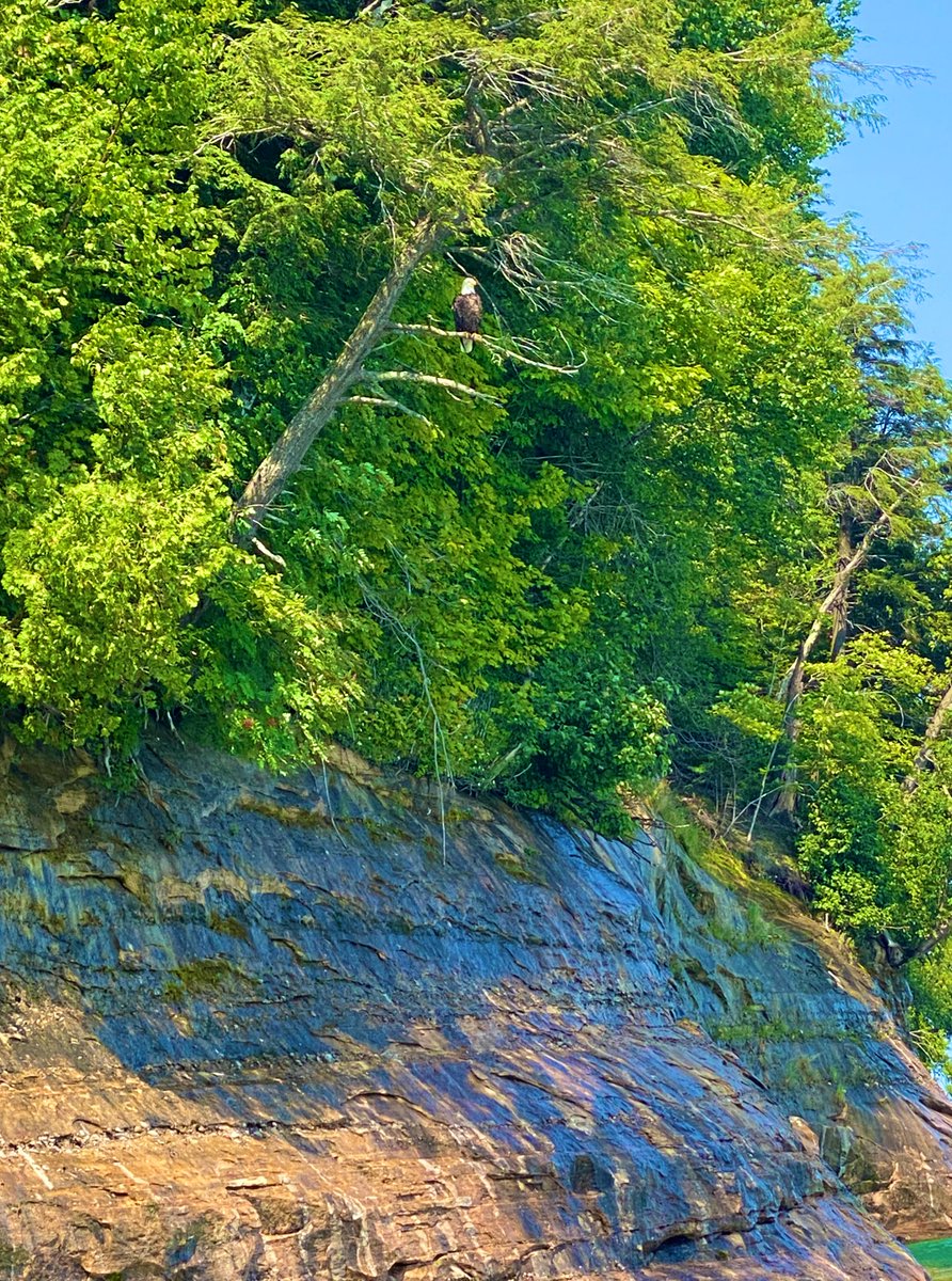 GenXFish's tweet photo. Grand Island, Lake Superior with one of the many wildlife locals. -Summer 2021 https://t.co/PacVNSzbMr