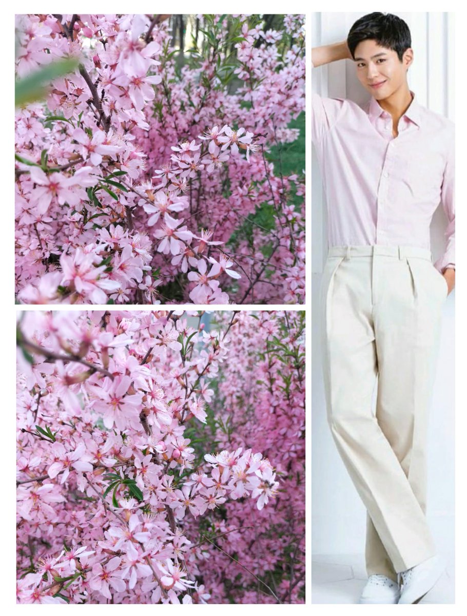 s1nataliya's tweet photo. 🌸 Today I took a picture of 🌸 these flowers on a walk...
You can admire this beauty endlessly...
Just like @BOGUMMY 
#0430Bogumisback 
#Yeswearestillhere 
#ParkBoGum 
#imissyou https://t.co/EcxsFEIP3N