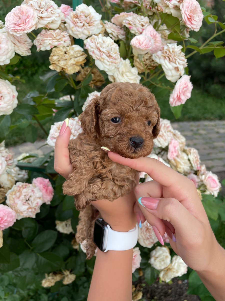 ThingsPooch's tweet photo. https://t.co/7MUVVGgadK would like to wish you all a very Happy #MayDay! It's a beautiful time of the year when the flowers begin to bloom and the leaves are on the trees again. It's very green at my home these days which is lovely! #dogs #springtimeishere #fresh https://t.co/yUKokN2VRg