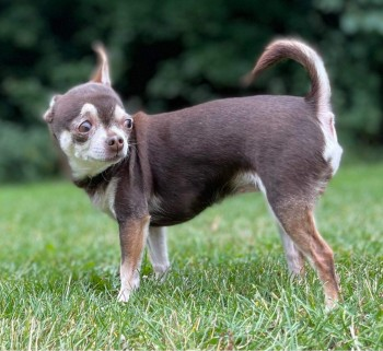 millypod1's tweet photo. 🆘22 APR 2022 #Lost DARCY #ScanMe 
ONLY HAS 1 EAR 😢
OLDER Chocolate /Tan Chihuahua Female
#BearCross #Bournemouth #Dorset #BH11 
SIGHTINGS PLZ ☎️07792771431/ 07955318390
https://t.co/En8GlYuEcL https://t.co/hGPHXhcigJ