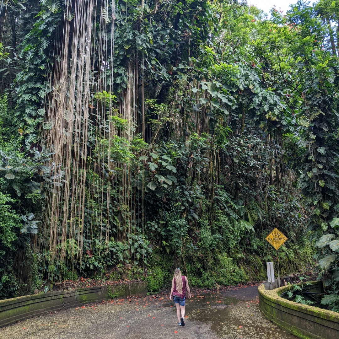 RenegadeRoaming's tweet photo. Day 3 - (Part 2): After packing up our things we hit the road but didn't make it far before we found some roadside falls tugged into a magical rainforest setting. We pulled over on the side of the road to explore the massive trees &amp; roots of the swiss cheese plants draping down. https://t.co/Ddi1GEBlwc
