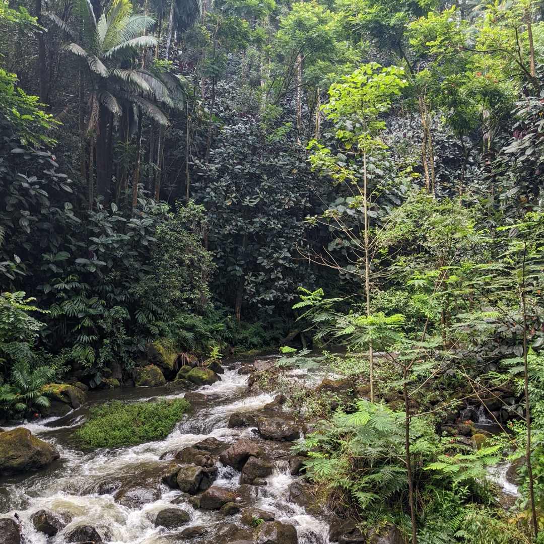 Day 3 - (Part 2): After packing up our things we hit the road but didn't make it far before we found some roadside falls tugged into a magical rainforest setting. We pulled over on the side of the road to explore the massive trees &amp; roots of the swiss cheese plants draping down.