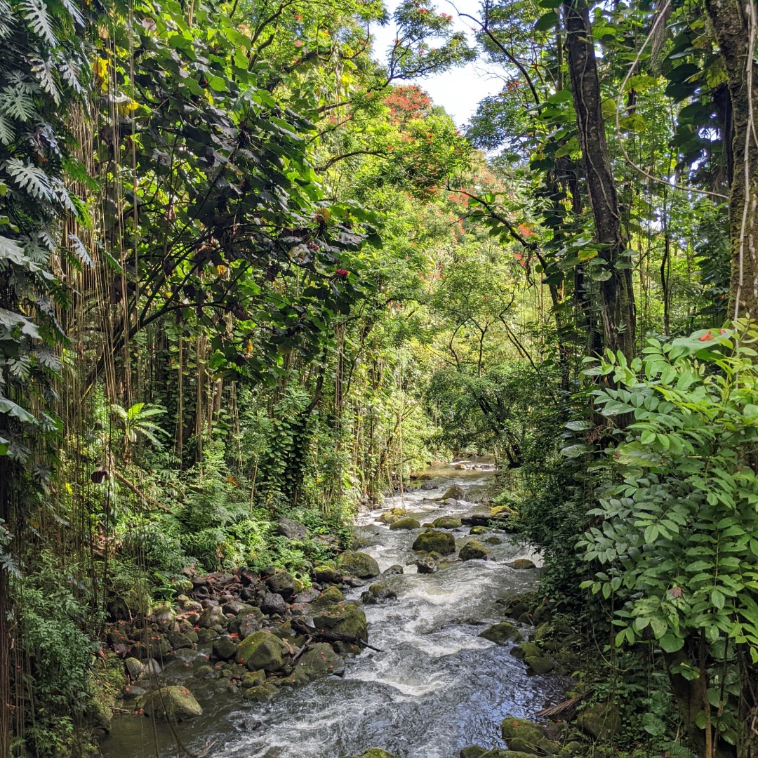 RenegadeRoaming's tweet photo. Day 3 - (Part 2): After packing up our things we hit the road but didn't make it far before we found some roadside falls tugged into a magical rainforest setting. We pulled over on the side of the road to explore the massive trees &amp; roots of the swiss cheese plants draping down. https://t.co/Ddi1GEBlwc