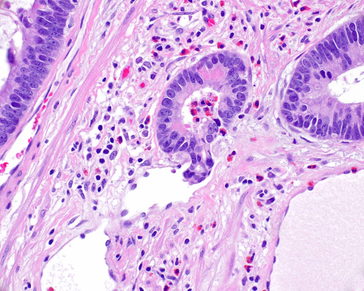 Elizabeth Montgomery, MD tweet media