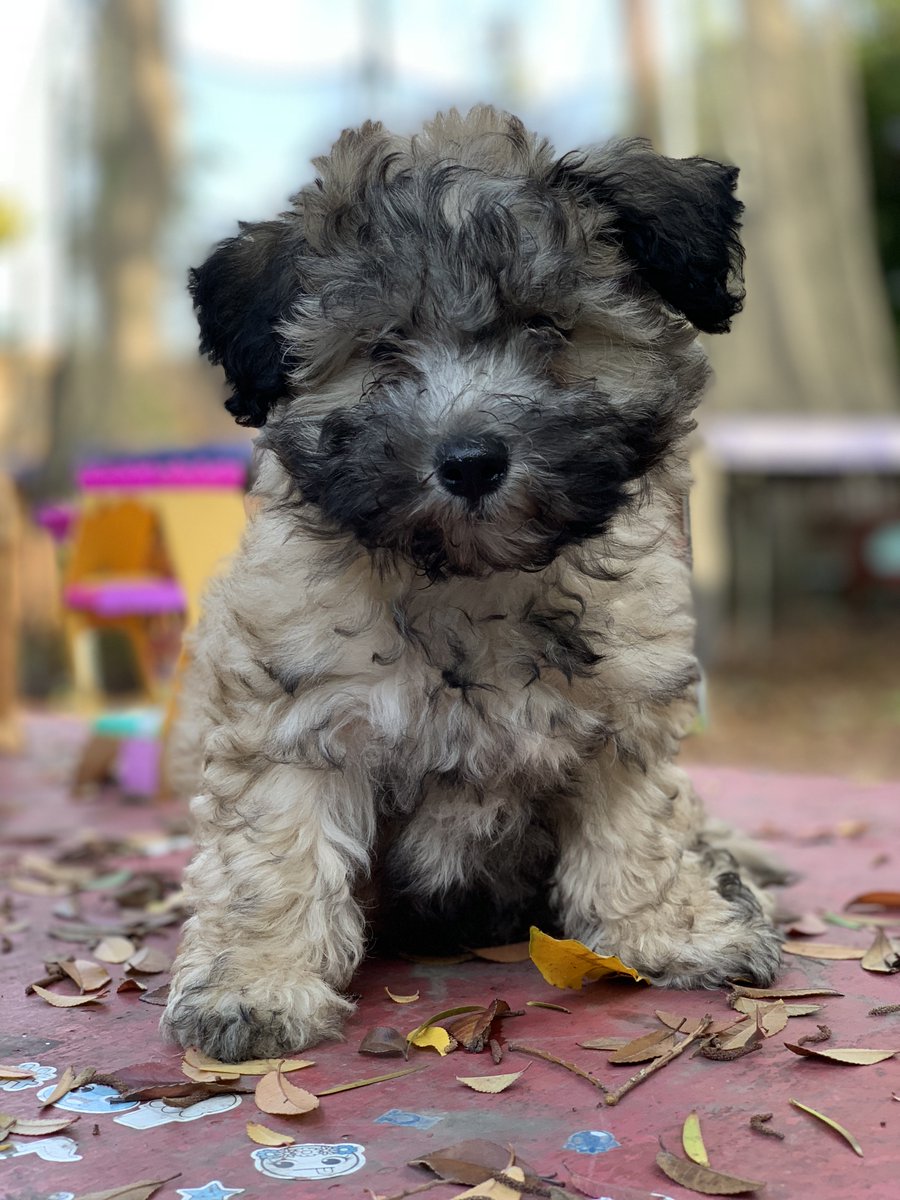 NovaRockafeller's tweet image. Hey @instagram you took down my personal account. 

Having 177k followers is nice and all but I really liked having a separate account where I could post 8 photos of my dog in a row and not care about an algorithm. Plz plz plz restore my 'novapaholek' account:

Example posts: