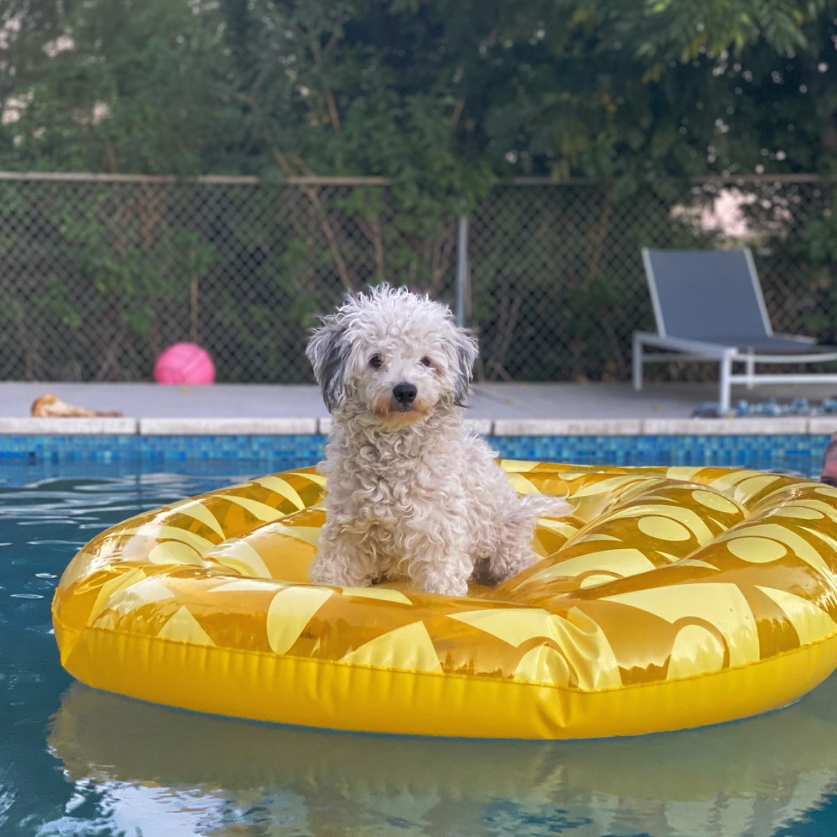 NovaRockafeller's tweet image. Hey @instagram you took down my personal account. 

Having 177k followers is nice and all but I really liked having a separate account where I could post 8 photos of my dog in a row and not care about an algorithm. Plz plz plz restore my 'novapaholek' account:

Example posts: