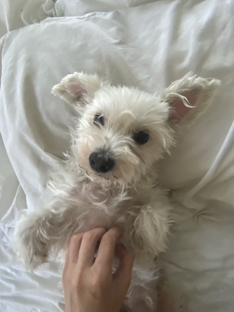 NovaRockafeller's tweet image. Hey @instagram you took down my personal account. 

Having 177k followers is nice and all but I really liked having a separate account where I could post 8 photos of my dog in a row and not care about an algorithm. Plz plz plz restore my 'novapaholek' account:

Example posts: