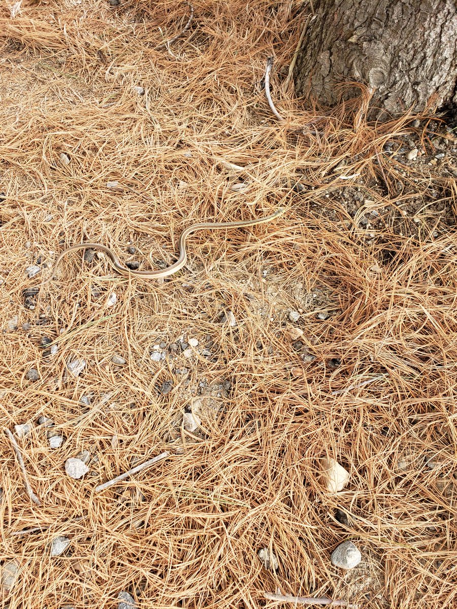 Snake at the Skate park.
Did a little small group FYI about garter snakes, then released Noodle by the forest.
#Muskokawildlife
#SaveOurSnakes