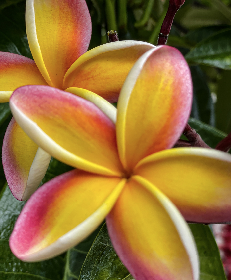 Plumeria are used to make lei. In Hawaii, May Day is Lei Day. Aloha! #MayDay #leiday #Aloha #Hawaii #flowerphotography