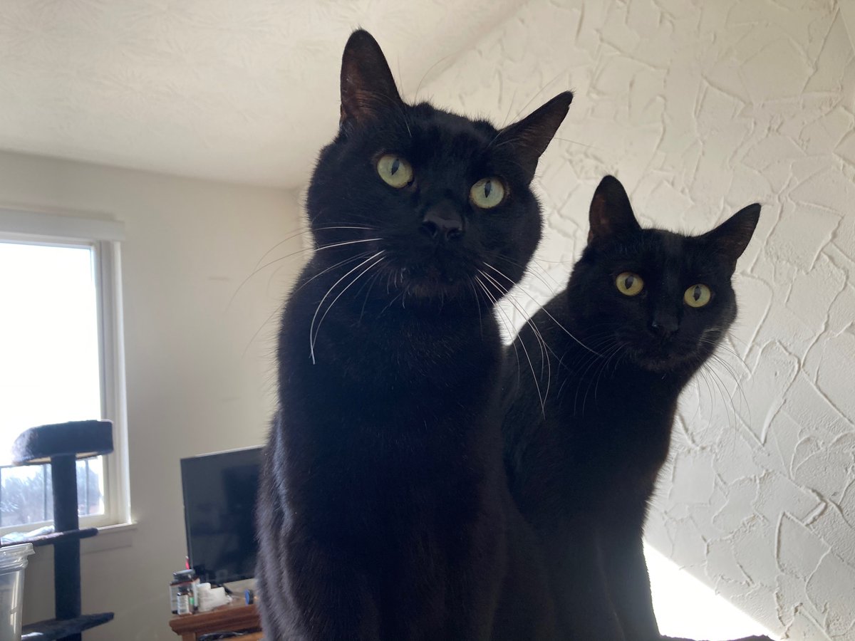 ActuallyIrakaf tweet media