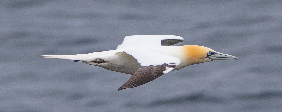 #leebitton #Sandwick #Shetland flypast.