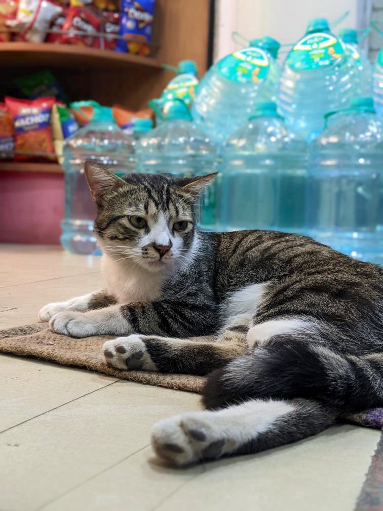 Bodegacats_'s tweet photo. https://t.co/w6EfPWNELp