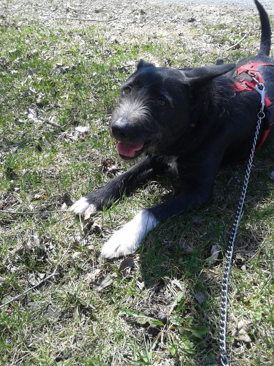 Christopherdrh's tweet photo. Perfect weather for a doggo forest walk https://t.co/7LmUZzIlub