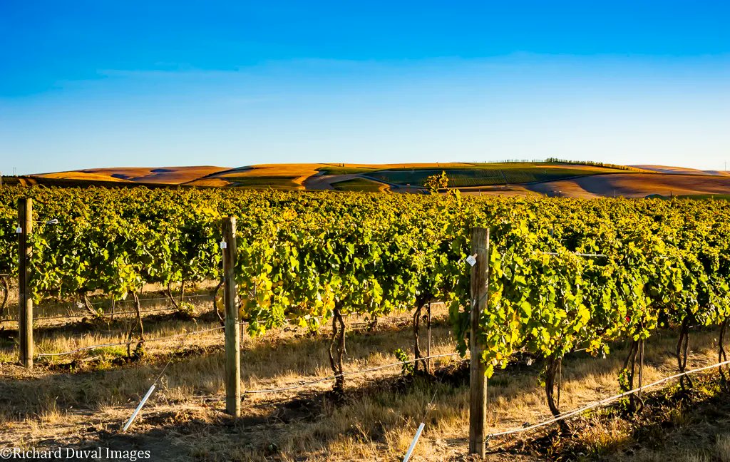 Walla Walla Valley Wine tweet media