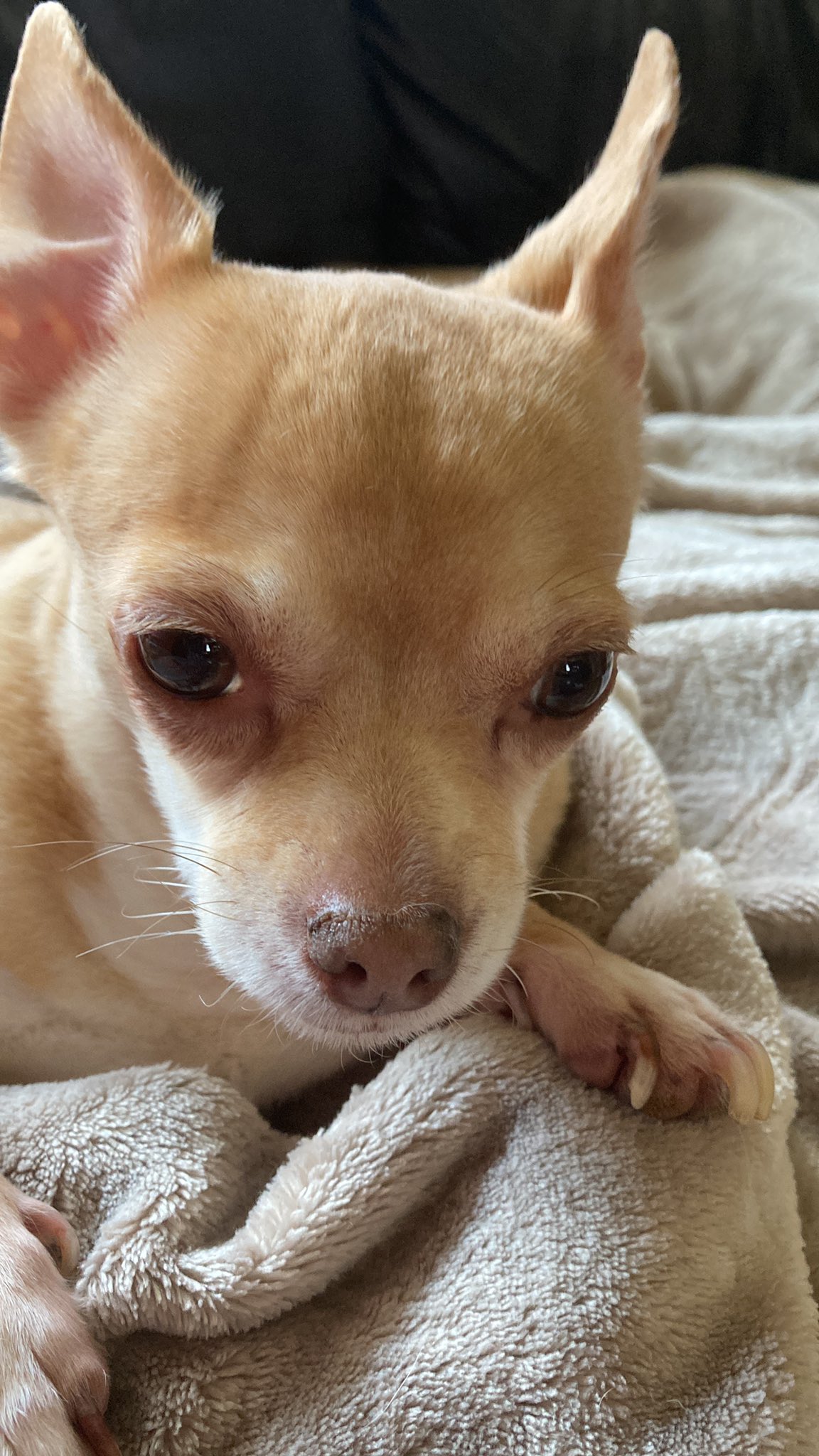 Do Chihuahuas Have Pink Noses
