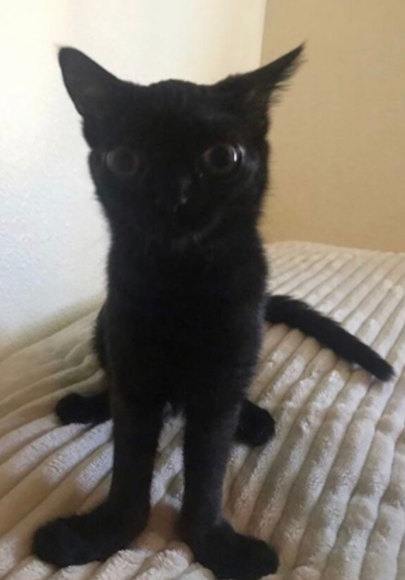 AnimationsDak's tweet photo. i hate this cat!!!!!, retweet if you hate him too!!!!!!!!!!!!!!!!!!!!!!!! https://t.co/ikF2Kno1wb