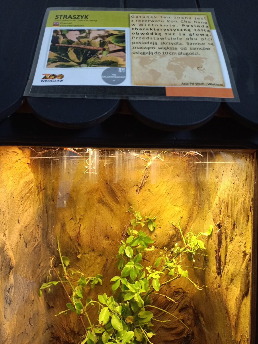 RaszczakPL's tweet photo. #DiscoElysium #InsulindianPhasmid #Straszyk ๐ https://t.co/0rlivuamlW