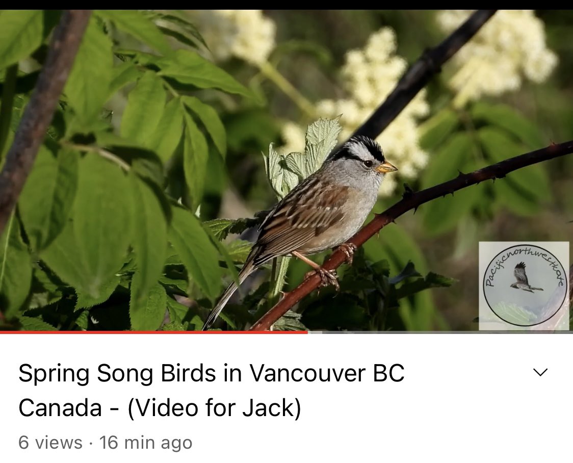 pacificnwk's tweet photo. My ten minute spring song birds video is up on my YouTube - I’d love you to watch? 🥰🙏❤️ 

Click here please - https://t.co/bVrr9AM3St

❤️❤️❤️
#birds #nature #wildlife #vancouver #canada #spring #songbirds #vancouver @VanBirdCeleb @StanleyParkEco https://t.co/EPJOQak4Cd