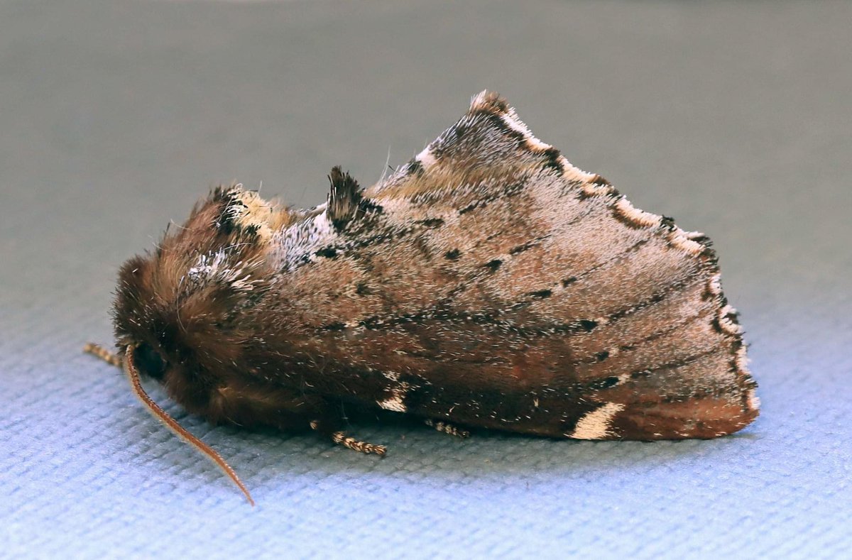 HelenEd96948512's tweet photo. On Friday night we trapped a Scarce Prominent which is quite rare for our area! 🦋 #GMS #moth https://t.co/rsUpLHdH3g