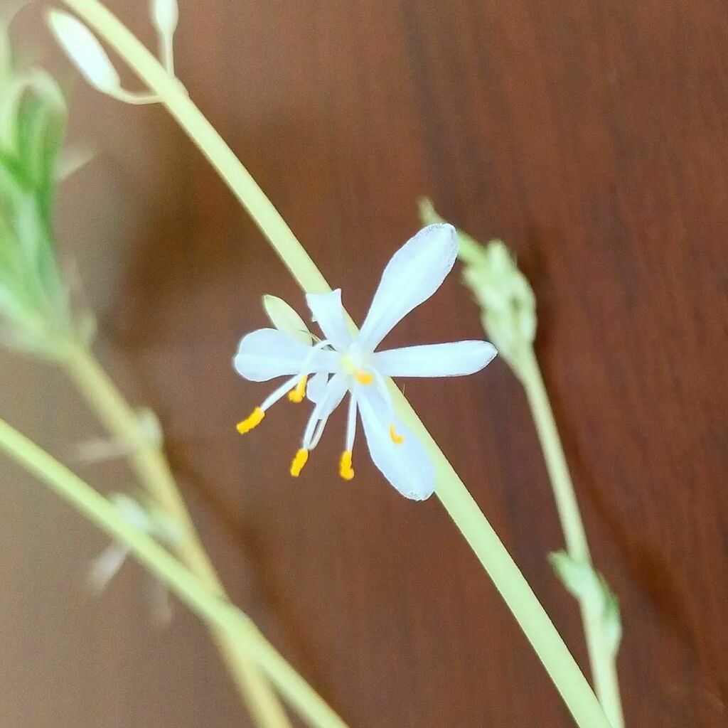 Alvaro G. Ghisolfo tweet media