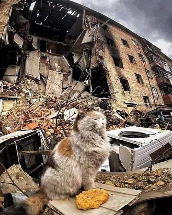 Joy_ Schnauzer (@joy_schnauzer) on Twitter photo 