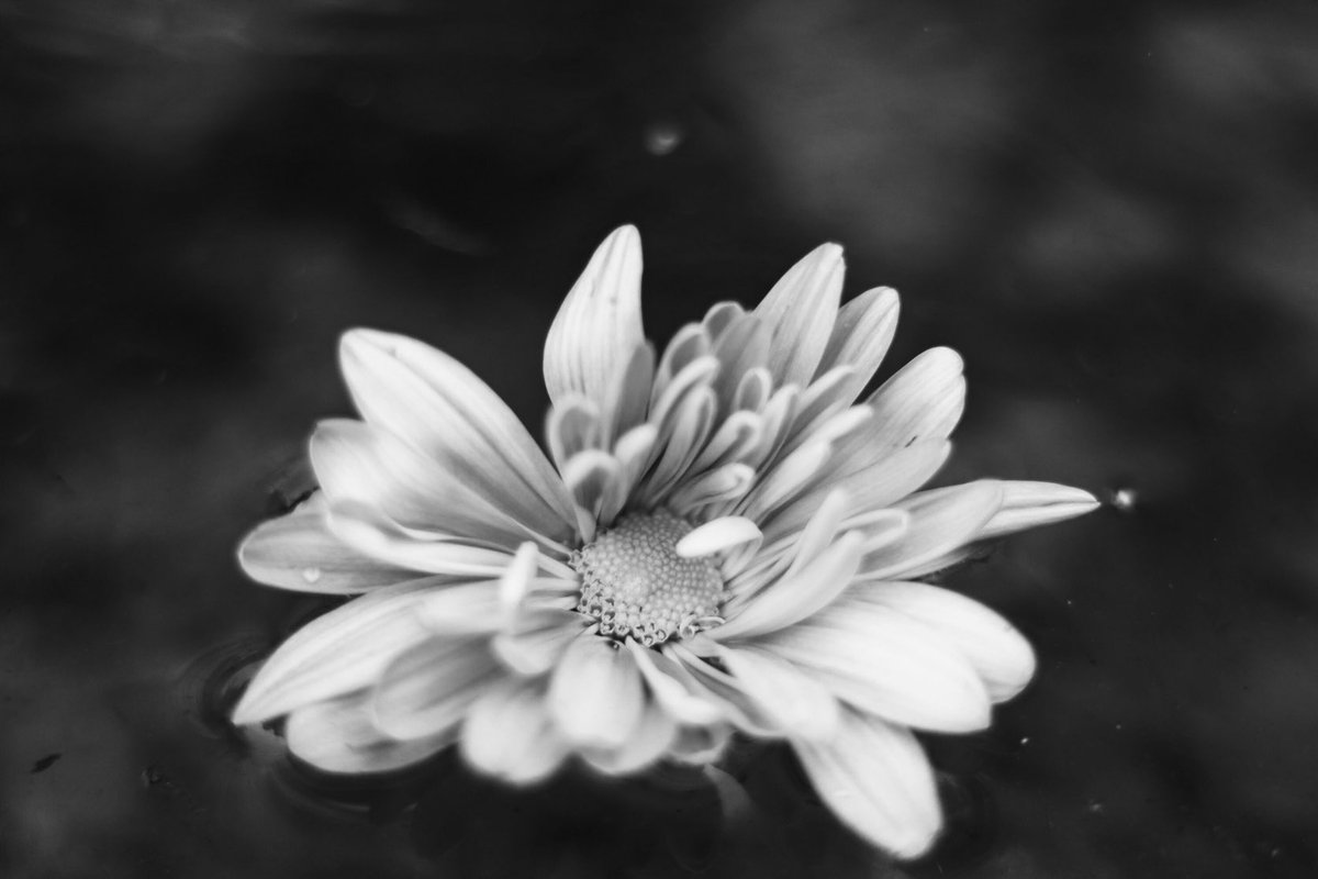 Excited to share the latest addition to my #etsy shop: White Flower #unframed #flowers #horizontal #blackandwhite etsy.me/3vweHAO