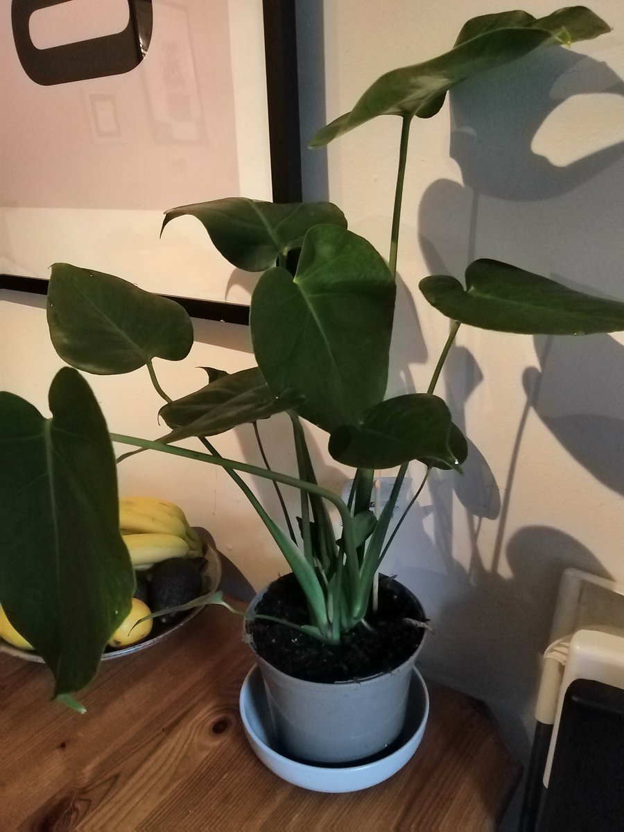 Hellofromhut's tweet photo. Finally bought a monstera plant, have wanted one for ages, just £9.99 from @AldiUK #ThisIsHut #interiorstyling #HouseplantHour https://t.co/h3uBtnXBwb