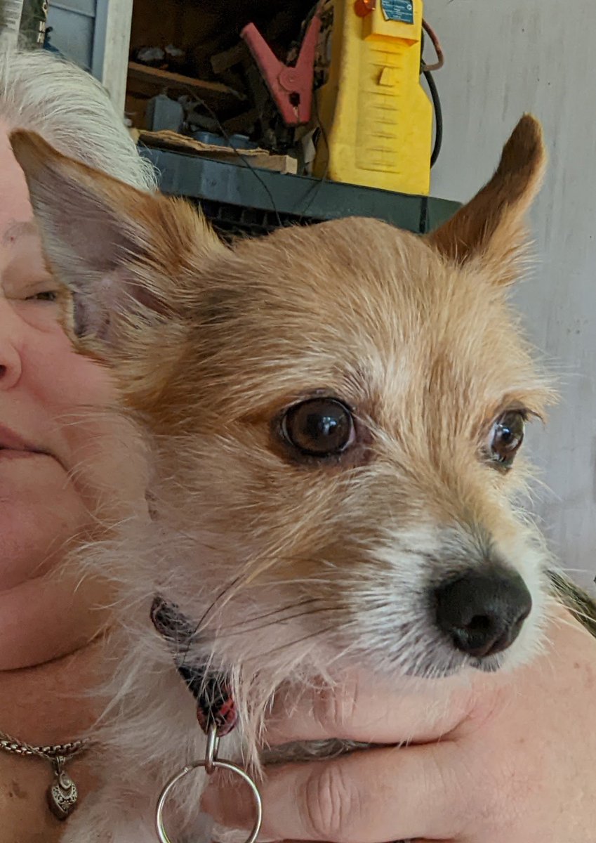 Xraystat's tweet photo. My Fern is this best girl. #mydogismybestfriend https://t.co/kmhCoN2286