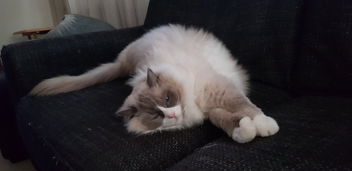 LizzySemmy's tweet photo. Stretching out.... it is Sunday and I am so lazy... 💗💗🐈💗💗
#catlovers #meow #CatsOfTwitter #ragdollcat #fluffycat #purrfect #purrfection https://t.co/sxrRBGm4Rl