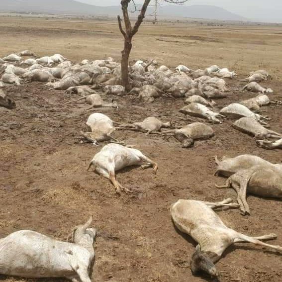 200,000 people are dying of hunger In Garrisa Kenya. Livestock starving due to lack of water. Children and women walking long distances to fetch water. This is not Fiction but A reality to communities in the global south. We demand Climate justice Now!!