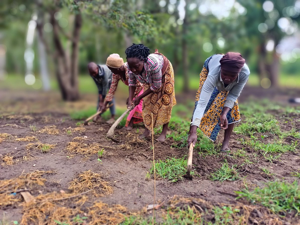 This #LabourDay we express our deep gratitude to the committed women, men and youths - unsong heroes keeping the #GreatGreenWall initiative going to its heights. 
#LabourDay2022 #women #youths
#farmers #pastoralists #fishers #restoration #OneBillionTreesforAfrica