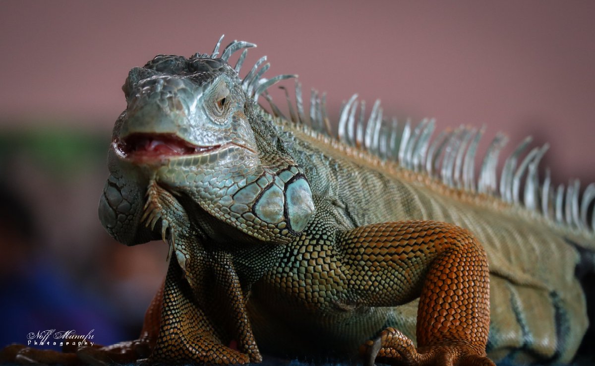 NofMunafri's tweet photo. Iguana

#wildlifephotography #Iguana #animals #animalphotography #letsconnect https://t.co/UPdQ0xWKyS