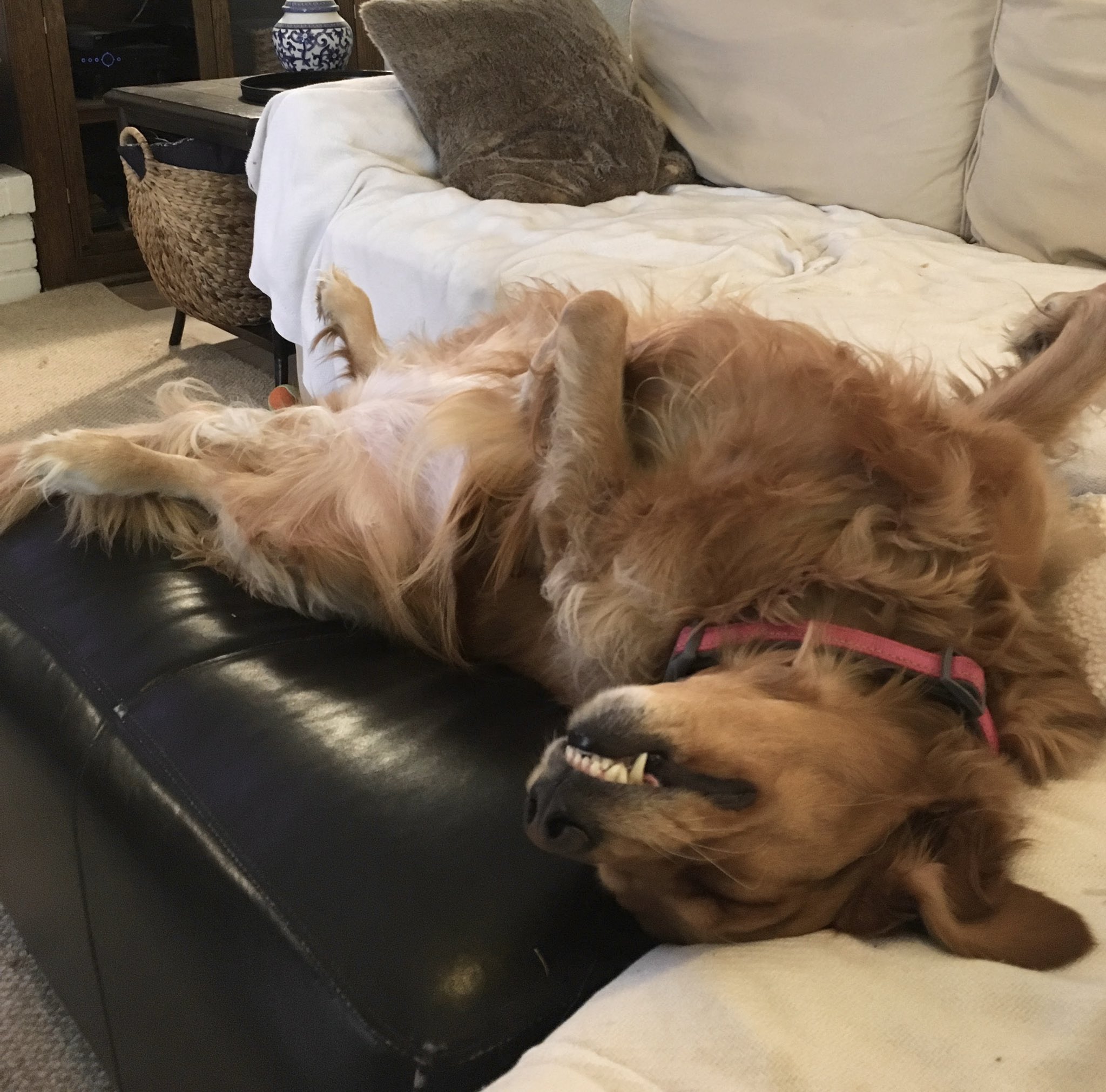 Can Dogs Keep Themselves Warm