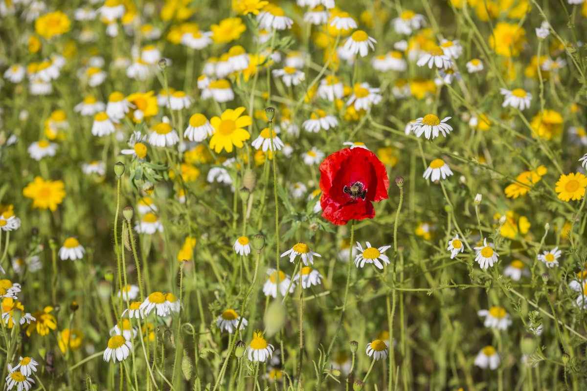 nationaltrust's tweet photo. Your lawn can be a haven for bees and other insects if you take part in #NoMowMay with @Love_plants. Keep the lawn mower in the shed this month and leave behind a vital source of nectar. https://t.co/NpHs5DL3MD