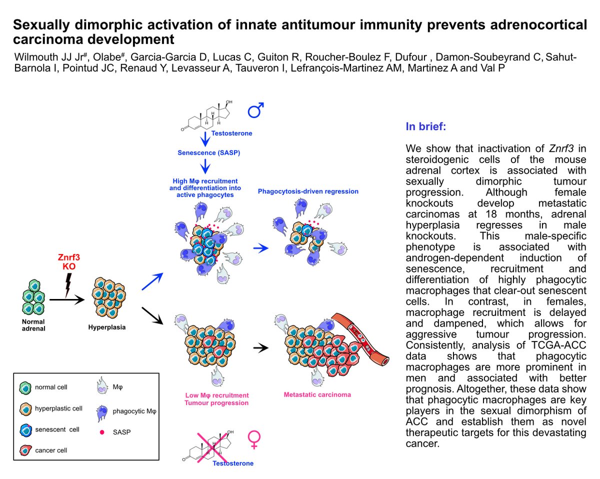 PierreVAL_GReD's tweet photo. We are thrilled to share our latest preprint demonstrating the key role of macrophages in the sexual dimorphism of adrenocortical carcinomas. Congrats to @j_wilmouth21, @JulieOlabe and the rest of the team!!!
@INSB_CNRS @GReD_Clermont @ENSAT_news 

https://t.co/2ivOdSjpm1 https://t.co/MSmdRphQxN