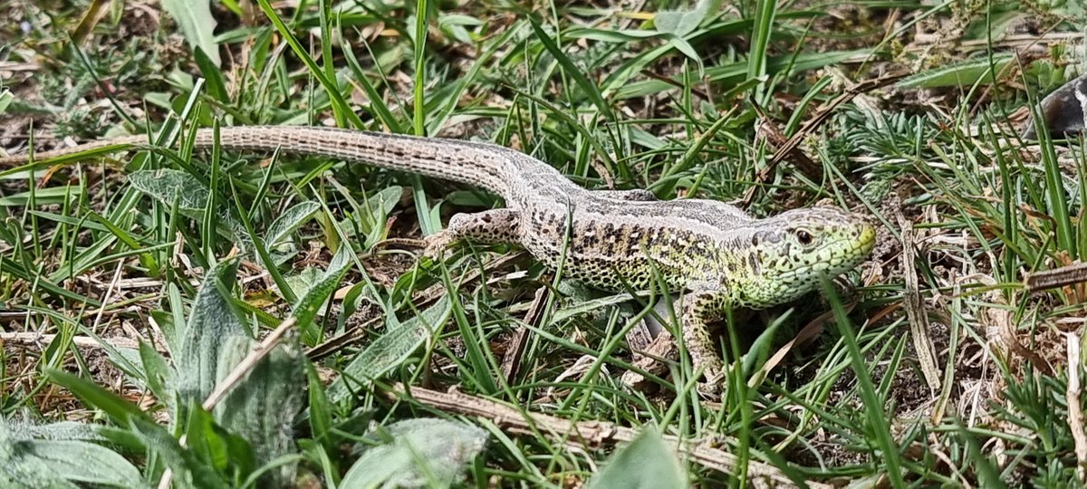 MortenDDHansen's tweet photo. Tysk tv-hold på besøg på Molslab i dag - i gang med optagelser til et program om #rewilding i N-Europa, der skal sendes på alle landenes kanaler. De var ELLEVILDE! Arter, strukturer, hele oplevelsen. Det er #devilde20ere. Og vi får heldigvis snart mere af den slags. #dkpol https://t.co/ZCYpwF7iEV