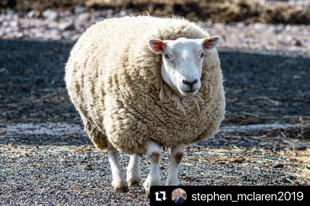 heart_sanctuary's tweet photo. One of the pod guests who stayed here recently is a photographer; he took some photos of the Lotus animals and shared them to his Insta @stephen_mclaren2019
@Prince_Moo_Moz
https://t.co/VN4jSqjgDV
#RescuedAnimals #animalphotography #photography #photooftheday #photo #photographer https://t.co/Ppjh0VIoeT