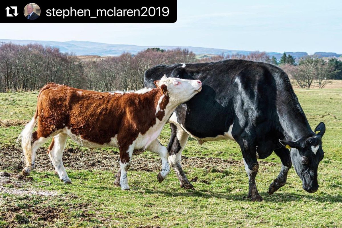 heart_sanctuary's tweet photo. One of the pod guests who stayed here recently is a photographer; he took some photos of the Lotus animals and shared them to his Insta @stephen_mclaren2019
@Prince_Moo_Moz
https://t.co/VN4jSqjgDV
#RescuedAnimals #animalphotography #photography #photooftheday #photo #photographer https://t.co/Ppjh0VIoeT