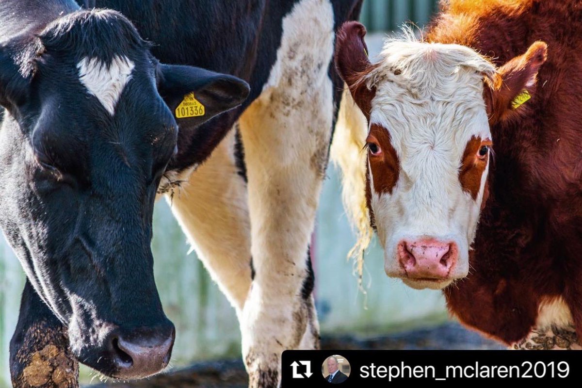heart_sanctuary's tweet photo. One of the pod guests who stayed here recently is a photographer; he took some photos of the Lotus animals and shared them to his Insta @stephen_mclaren2019
@Prince_Moo_Moz
https://t.co/VN4jSqjgDV
#RescuedAnimals #animalphotography #photography #photooftheday #photo #photographer https://t.co/Ppjh0VIoeT