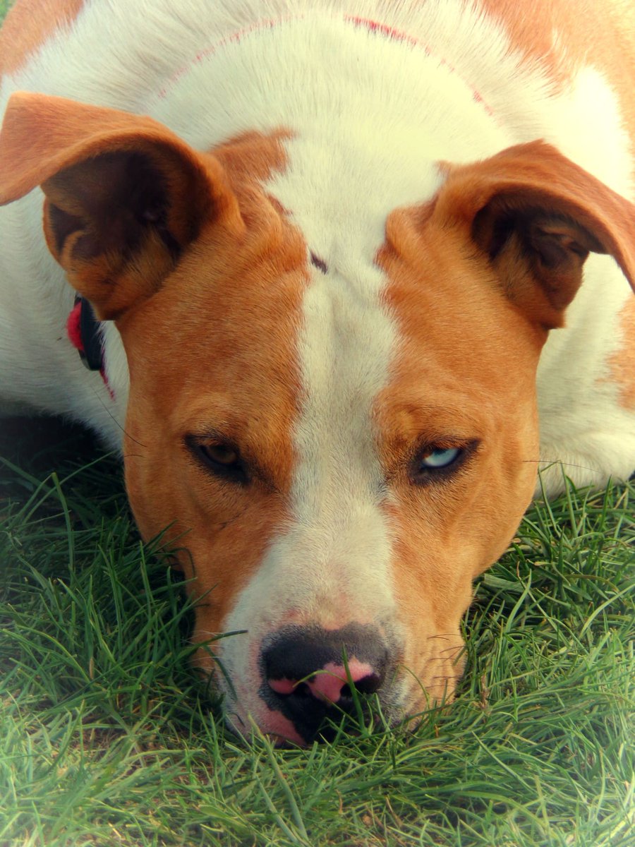kay_trapp's tweet photo. Tucker such a handsome boy #Dog #photography #puppylove https://t.co/N3dNGW1FGk