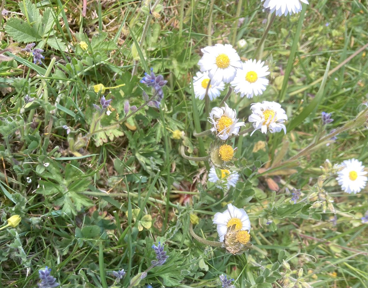 john_edale's tweet photo. Changing forget-me-nots (myosotis discolor) amongst the daisies on a roadside verge in Barnstaple #wildflowerhour https://t.co/vtzhzSkREU