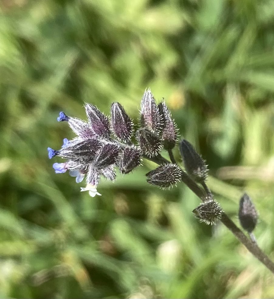 john_edale's tweet photo. Changing forget-me-nots (myosotis discolor) amongst the daisies on a roadside verge in Barnstaple #wildflowerhour https://t.co/vtzhzSkREU