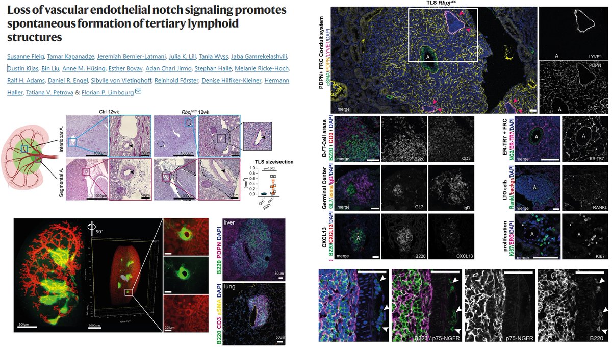 #EndothelialCell Notch KO <3 mo -> Artery #TertiaryLymphoidStructure🐭Kidney/Lung/liver

Enthralling🤩Artery acquiring #HighEndothelialCell phenotype!

Arterial mural cell phenotype?
Origin of TLS FRC?😋

Dr. Florian Limbourg lab <a href="/NatureComms/">Nature Communications</a> 2022 <a href="/fleig_s/">Susanne Fleig</a>
nature.com/articles/s4146…